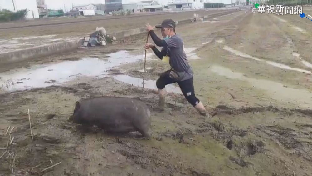 母豬"微解封"逃逸 動保員狂追6百尺!
