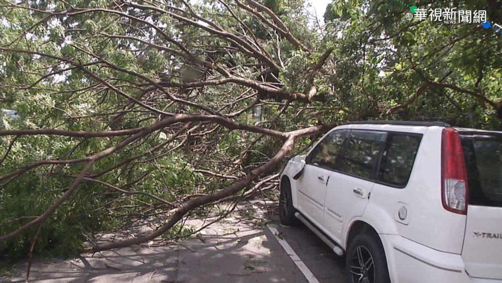 路樹遭強風吹倒 砸過路車駕駛嚇傻