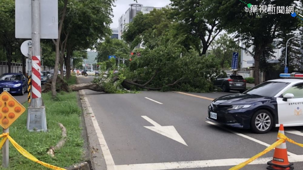 不敵強陣風! 高雄路樹倒.東港圍籬躺
