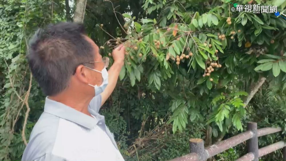 猴爬樹摘果誤觸電線亡 雲林鄉間停電