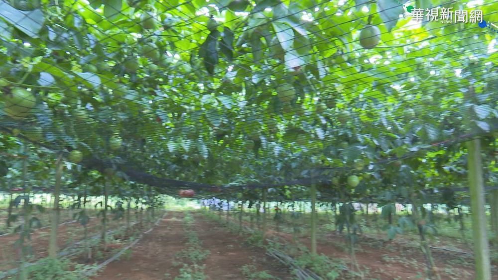 【台語新聞】埔里百香果災損 納入天然災害救助