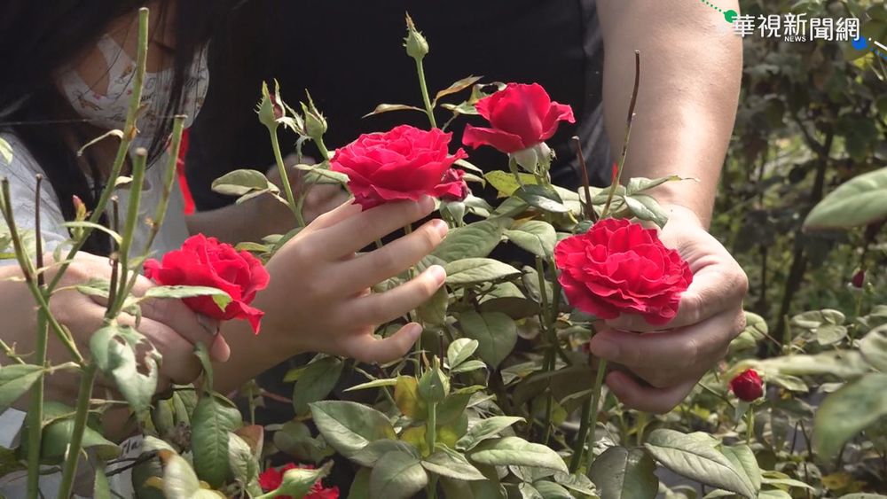 【台語新聞】埔里"柑橘玫瑰醬" 奪"果醬奧斯卡獎"