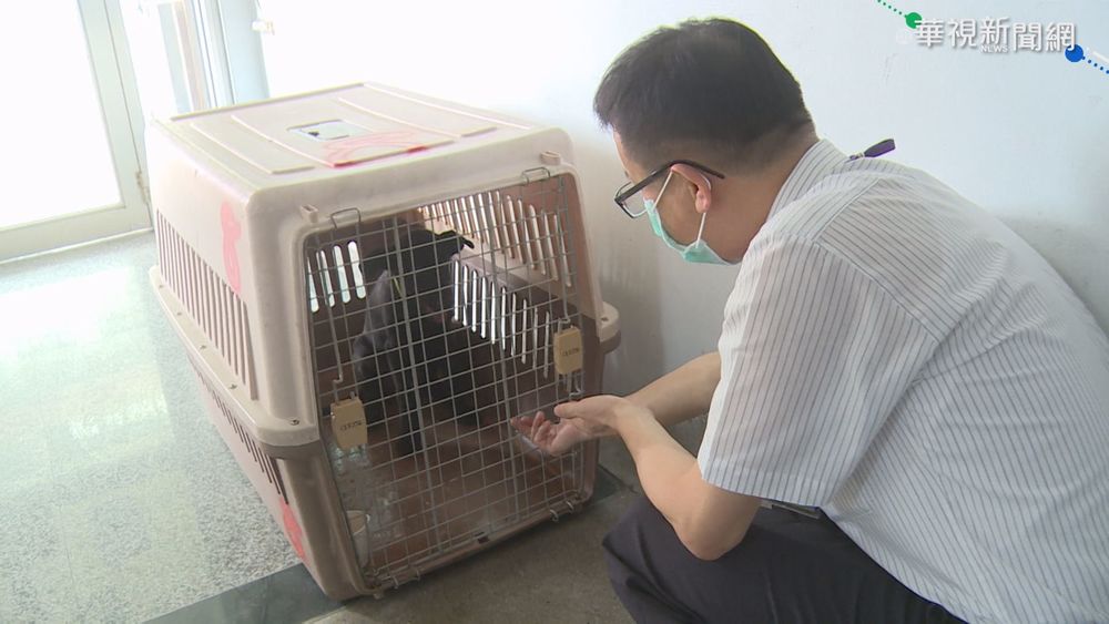 男社群PO虐狗影片 網友急通報動保員