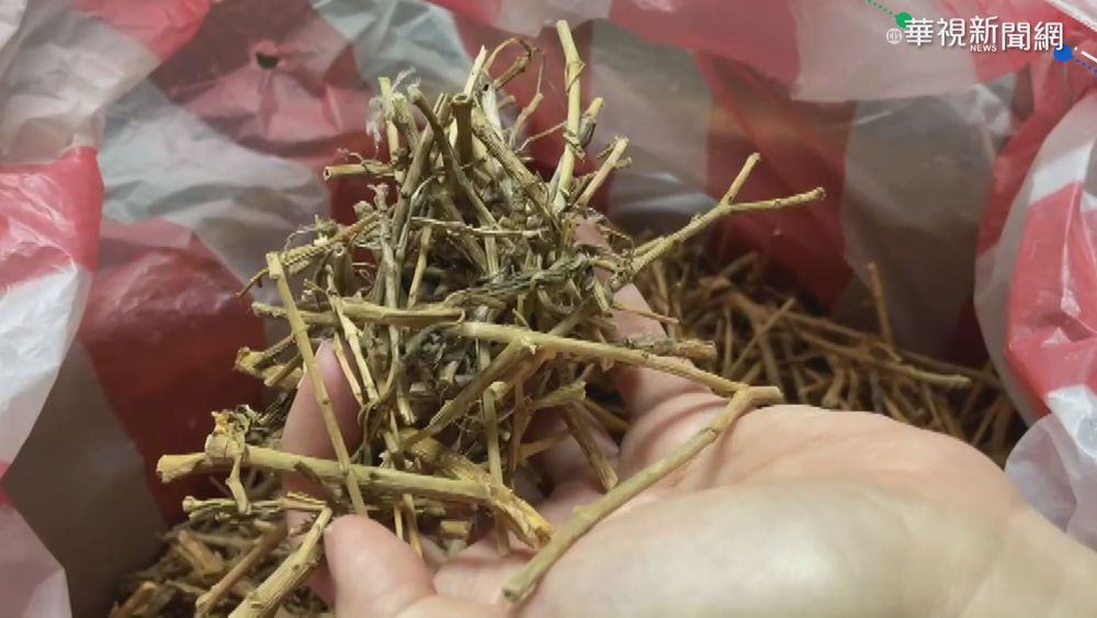 頸椎痛喝8天日日春 婦肝指數暴增住院