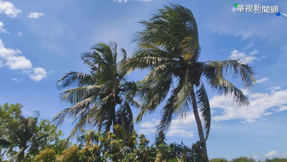 台東再飆39.8度 荖葉園嫩葉也烤焦了