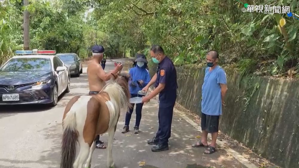 花蓮迷你馬"自行解封" 獨自上路閒晃