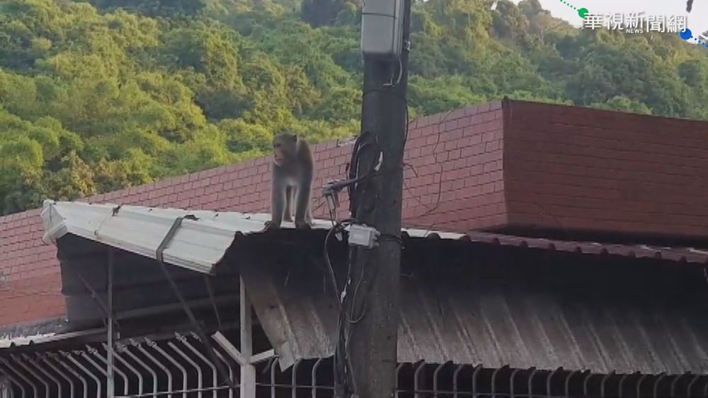 疫情無人餵食 柴山獼猴民宅｢侵門踏戶｣