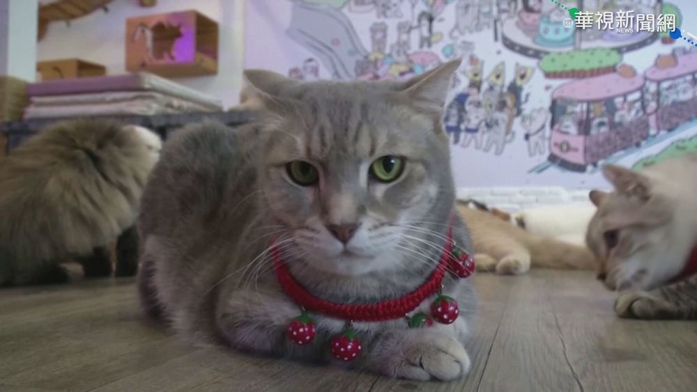 評估貓咪身體狀況! 表情判讀App上市