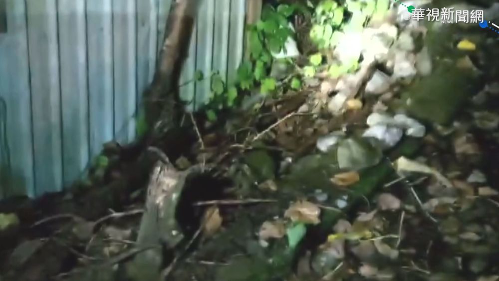 穿山甲逛大街! 左閃右躲跑給警察追