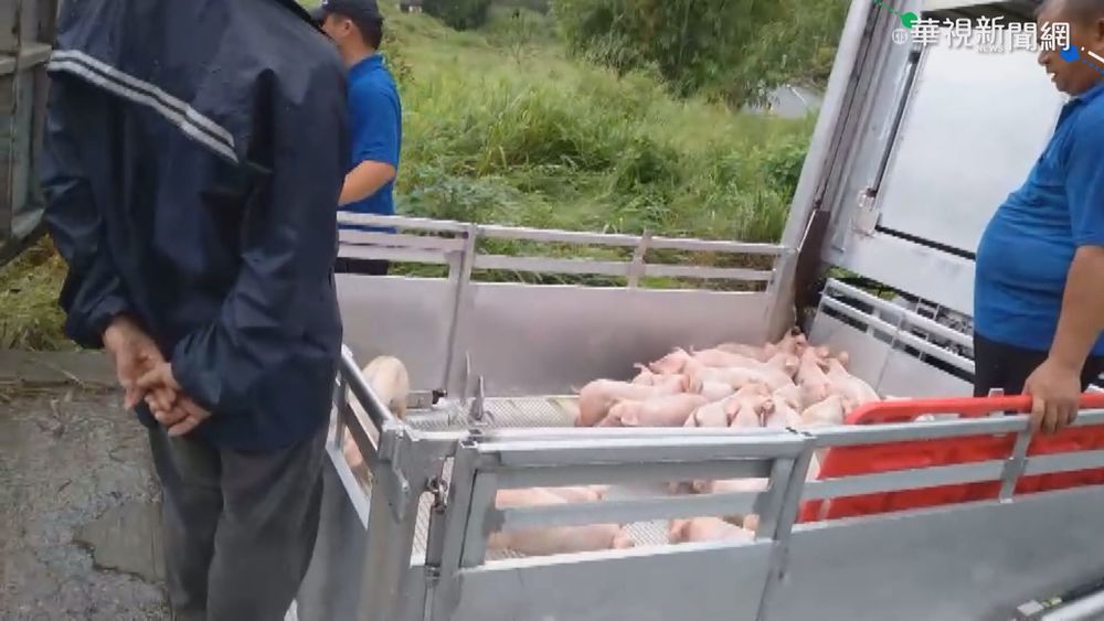 天雨路滑貨車翻覆 300隻小豬滿地亂跑
