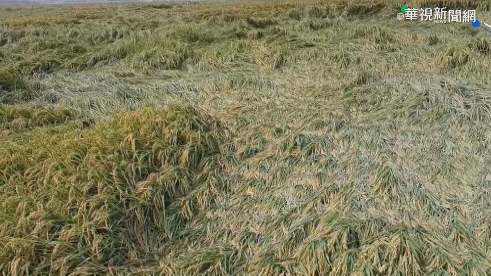 強降雨釀農災 雲林農損逾872萬元