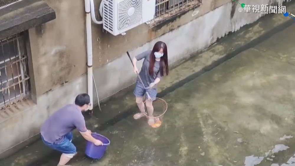 池塘"滅頂"魚游走 民眾捕撈大作戰