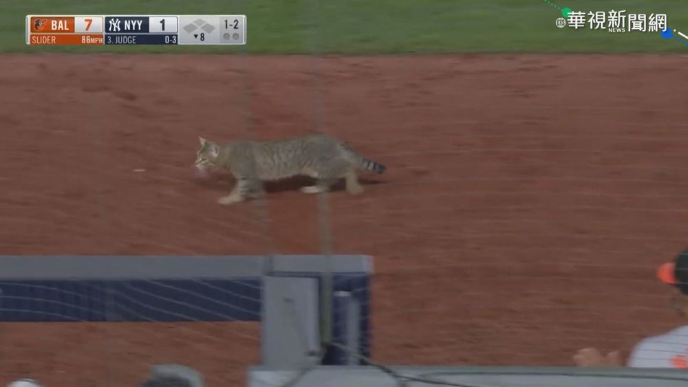"喵星人"誤闖球賽 工作人員追逐逮不著