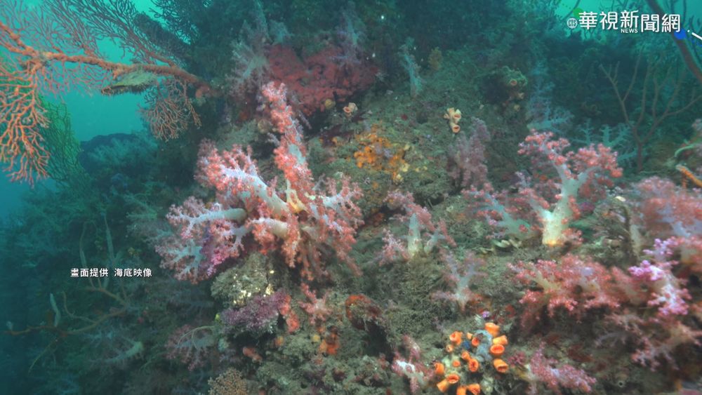 水域禁令減少破壞 白化珊瑚"自癒"了!