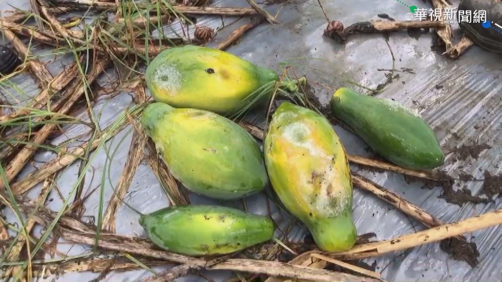 十甲香瓜田泡水裡 農民損失破百萬