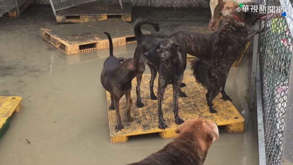 地勢低窪家園遭淹 毛小孩跳浮板避難