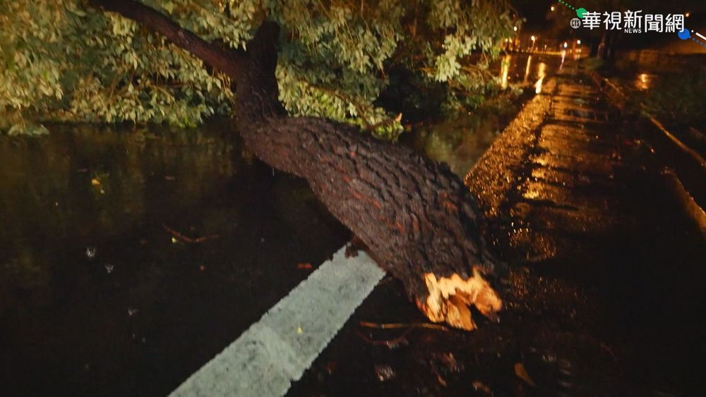 台中大雨路樹倒 情侶騎車撞上受傷