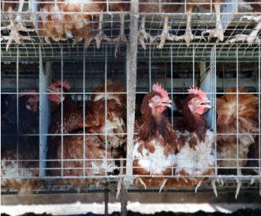 格子籠（家樂福提供）