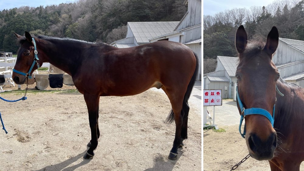讓2馬術選手0分 「聖男孩」東奧賽後近況曝光
