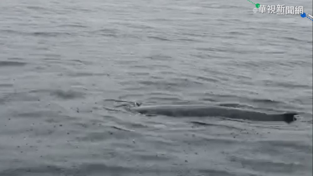 畫面曝光! 熱帶鬚鯨首現身基隆海域