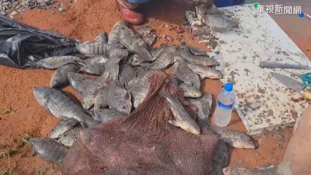 高屏溪暴漲魚"湧"陸地 民眾瘋抓喊加菜