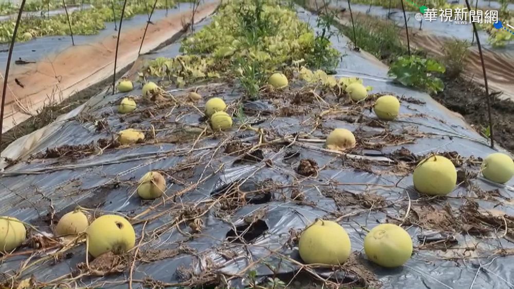 雲林香瓜田全泡水爛果 農民欲哭無淚