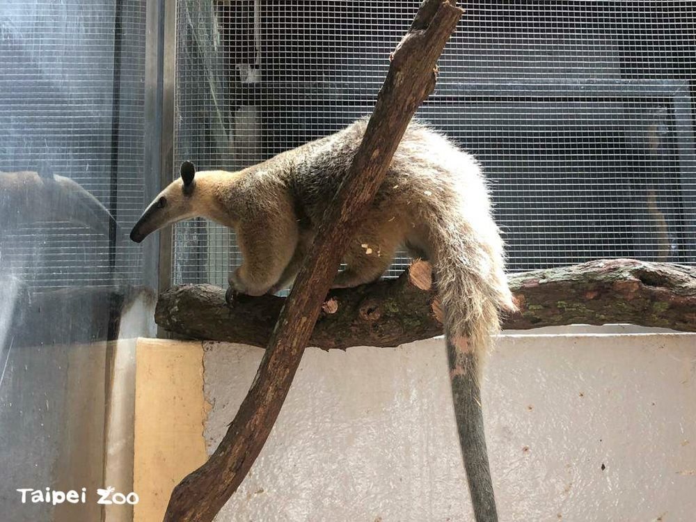 曾跟媽媽翹家！小食蟻獸「紅豆」搬到新加坡動物園