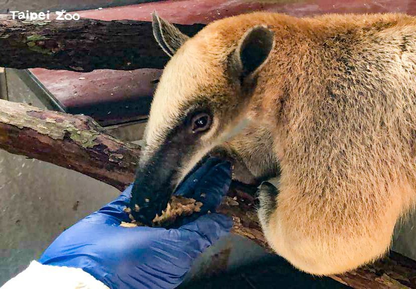 保育員說，「紅豆」很貪吃，體型比媽媽還大隻。（台北市立動物園提供）