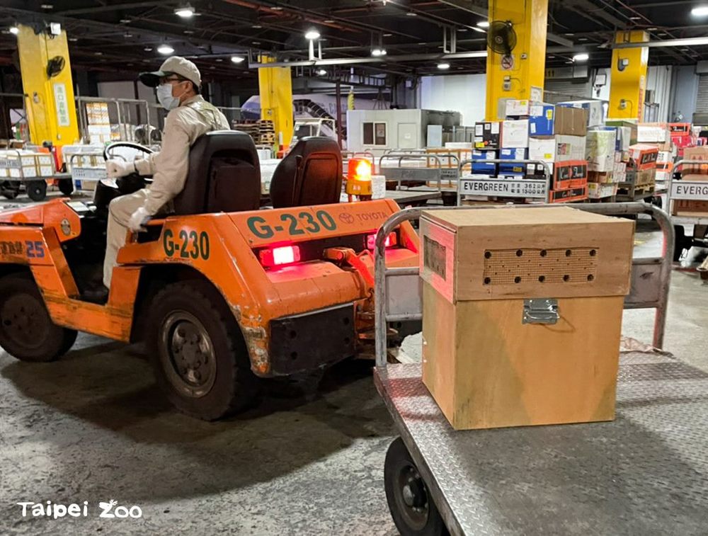 「紅豆」在8月10日出發新加坡，將在新加坡動物園進行親善任務。（台北市立動物園提供）