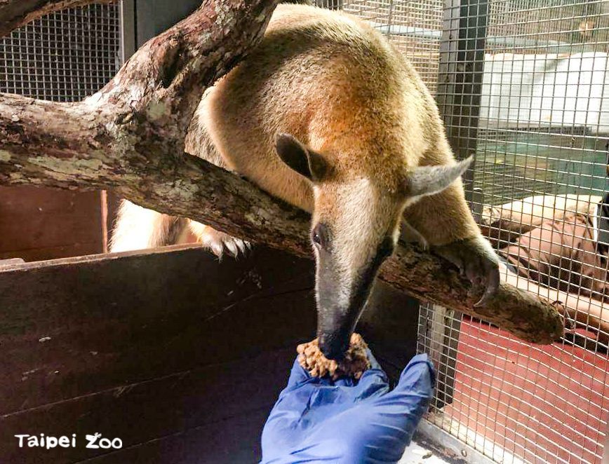 新加坡動物園的保育員檢查「紅豆」過後，給予「紅豆」補充食物和水。（台北市立動物園提供）