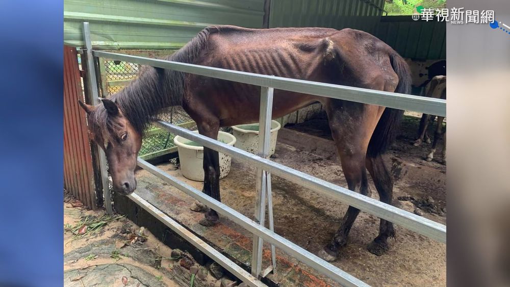稱不了解習性! 桃園農場馬匹瘦骨如柴