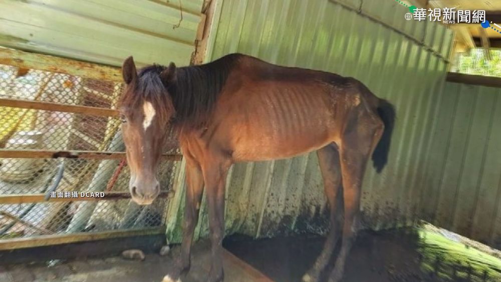 迷你馬瘦成皮包骨死亡 動保處追查