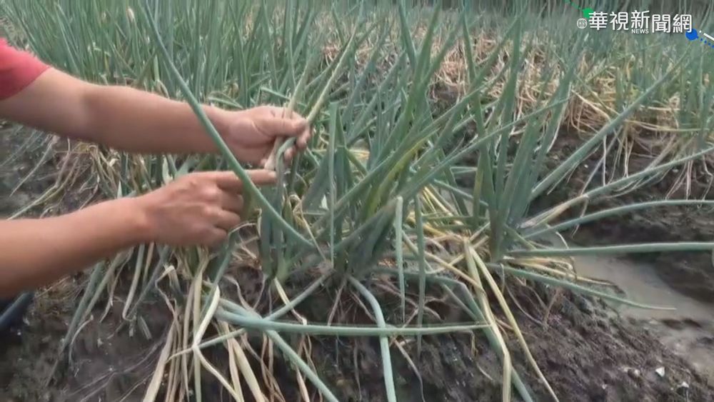 大雨襲彰化青蔥產地 蔥價飆破百元