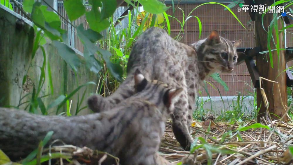 石虎棲地再遭工廠覬覦 國有地讓售恐變企業財產