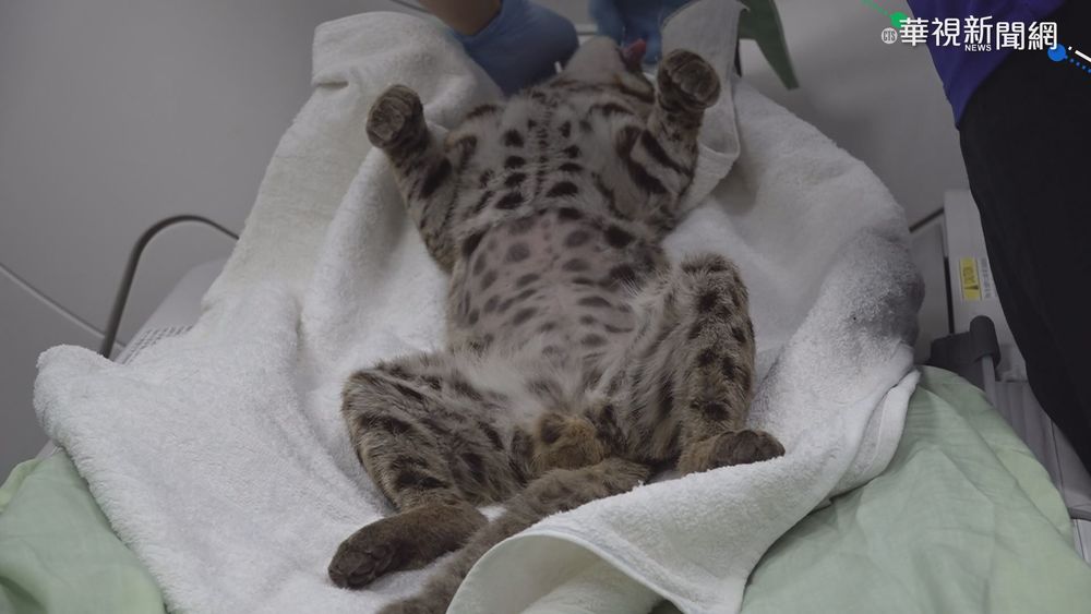 石虎受傷難癒 醫院斷層掃描上陣救命