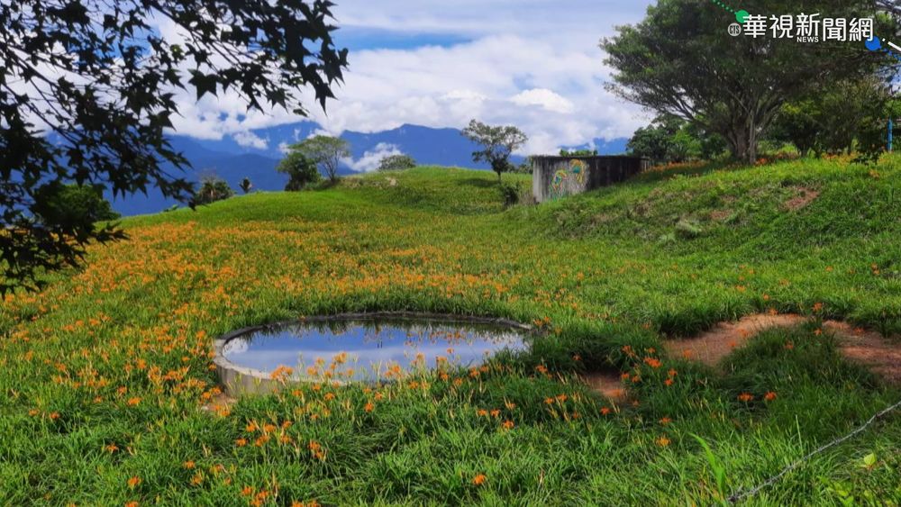 花蓮金針花季 山區道路交管控管人流
