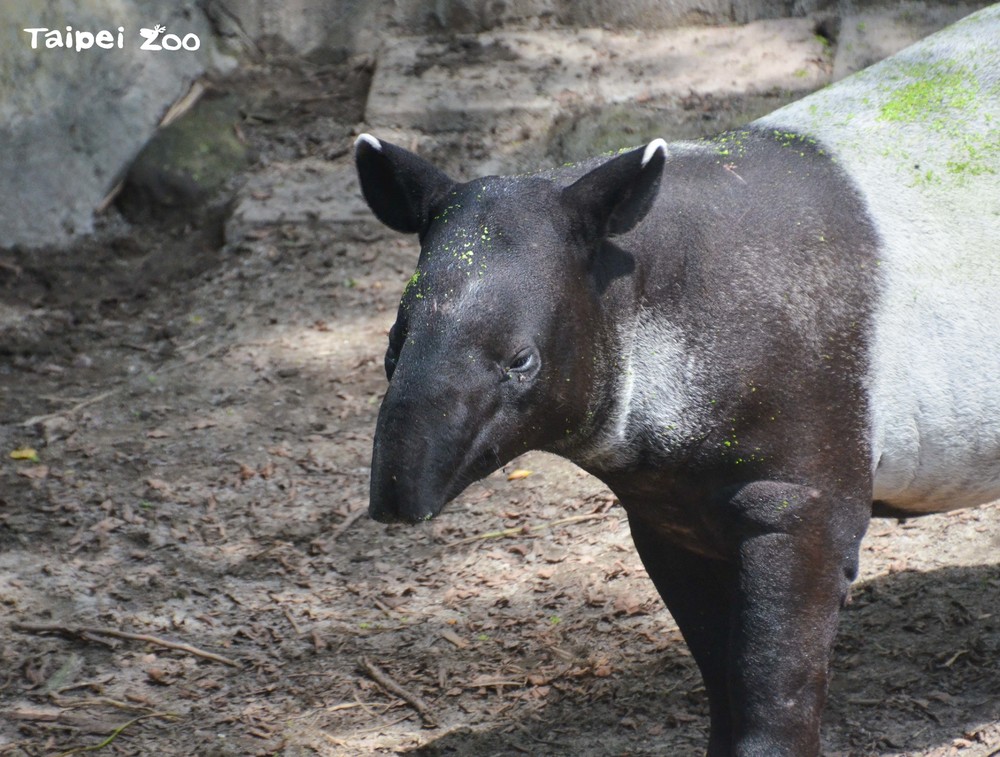 馬來貘「貘豆」升格當哥哥。（動物園提供）