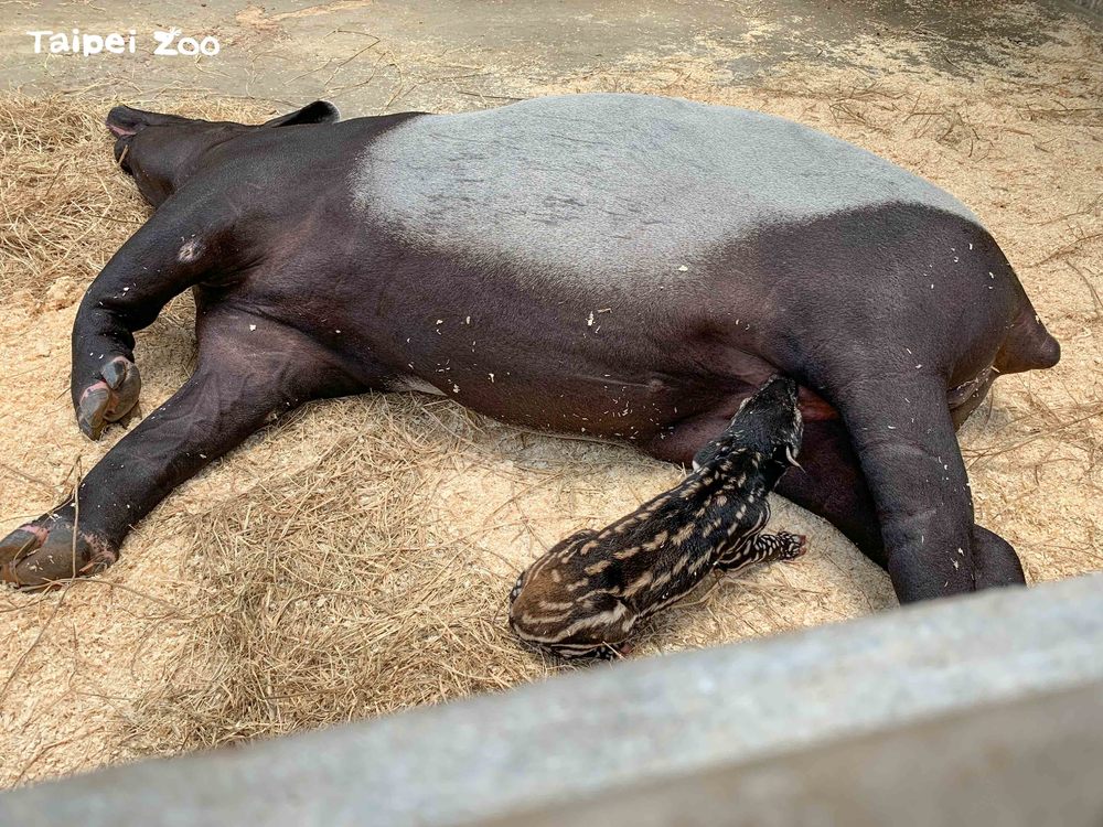 馬來貘寶寶吸奶模樣。（動物園提供）