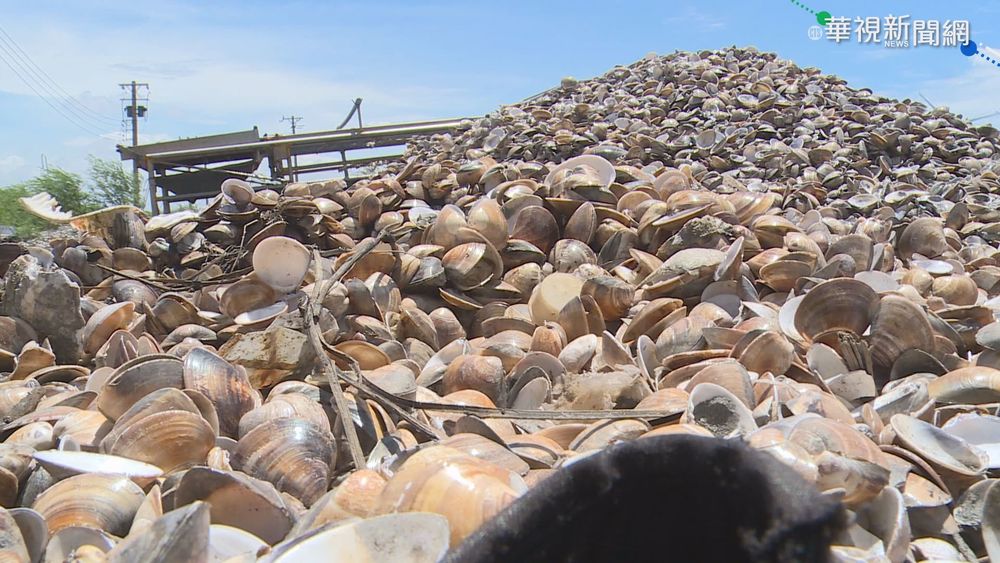 暴雨海水鹽度降 淌血!牡蠣文蛤慘暴斃