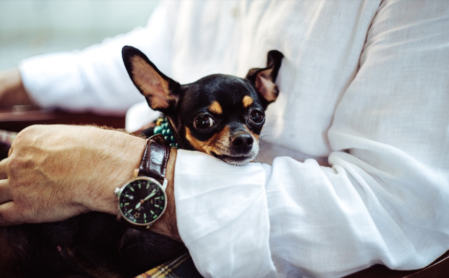 吉娃娃失去生命跡象！德國暖警「口對鼻」人工呼吸救回