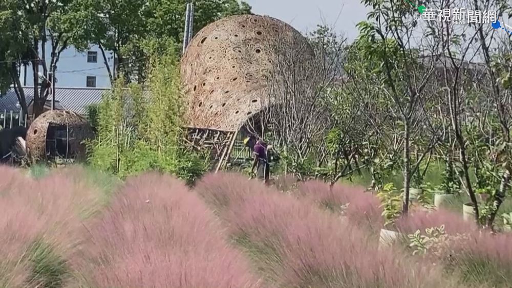 粉紅愛情草"浪漫殺手" 恐釀生態危機