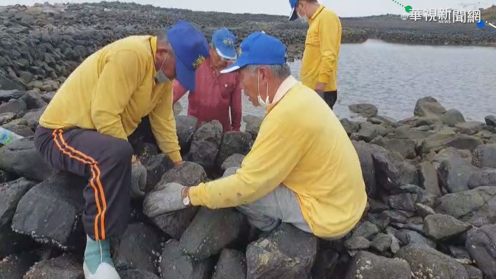 雙心石滬受侵蝕 71歲老師傅領軍修復