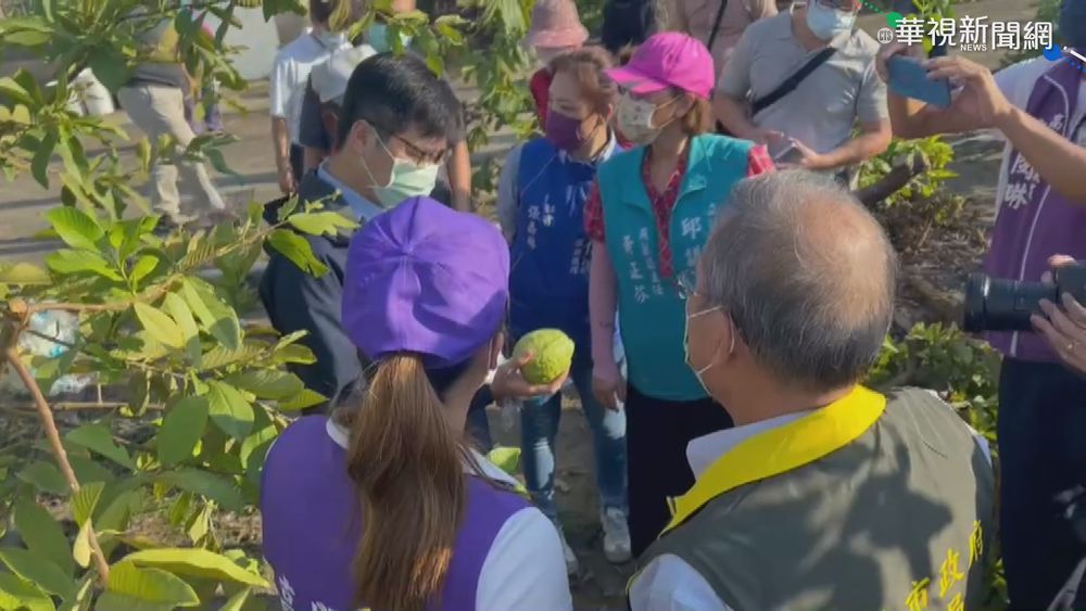 豪雨釀高雄農損 芭樂損失逾2千萬元