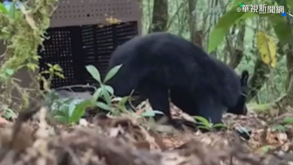 台灣黑熊Umas傷癒 崁頂部落祈福送行