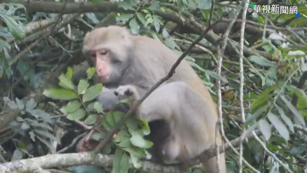 上百獼猴入侵 龍眼被啃光果農心痛