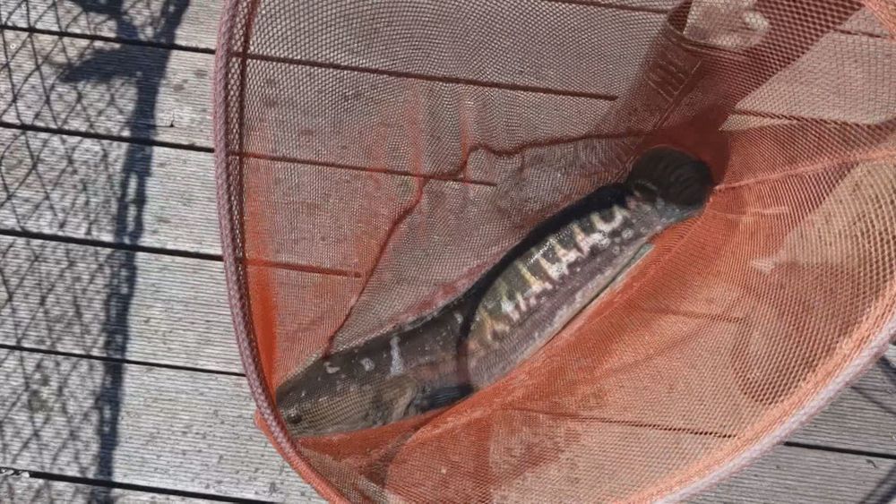 魚虎繁衍迅速 恐危害日月潭生態