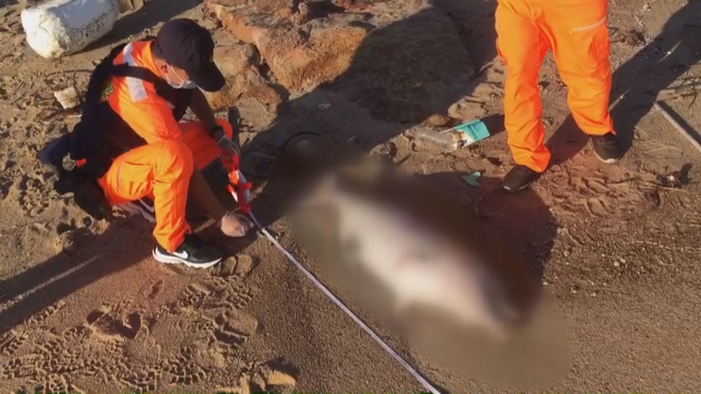 海洋悲歌! 白海豚寶寶魂斷金門海岸