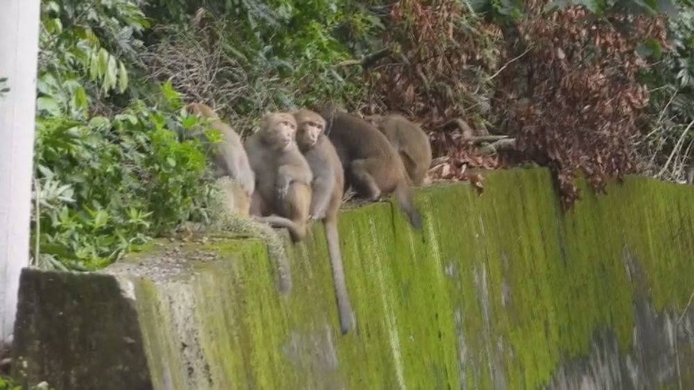 苑裡龍眼大豐收...慘遭百隻獼猴啃光