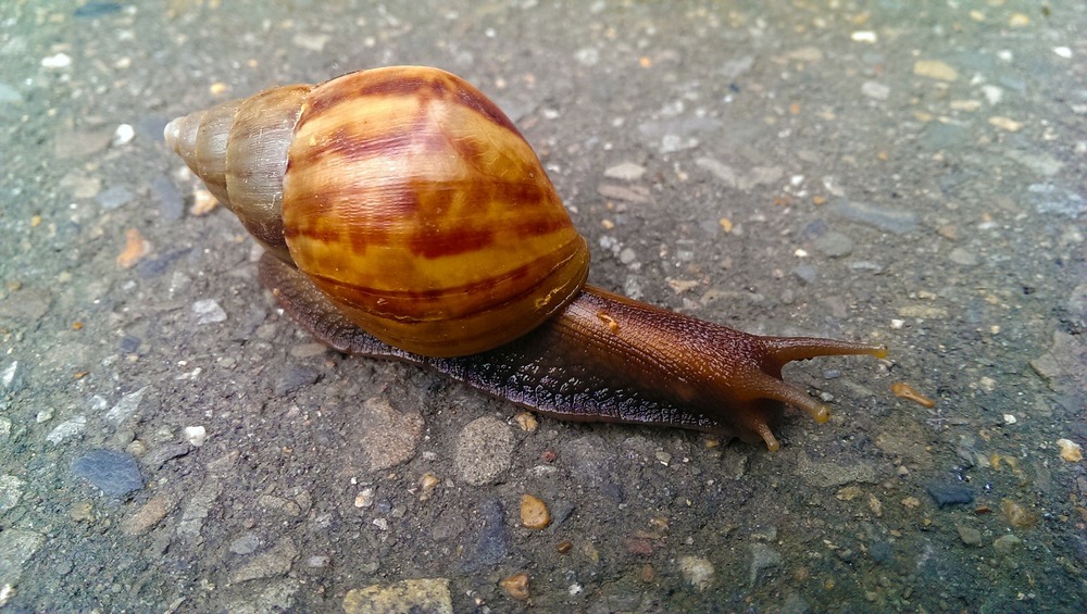 「灑鹽狠殺3蝸牛」港26歲博士生被依虐待動物逮捕