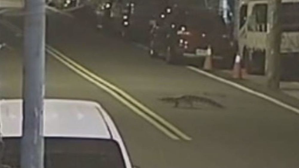 "小鱷"偷溜出門 飼主急尋.居民心驚